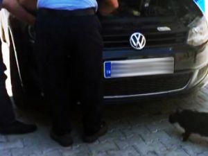 Anne kedi, yavrusu kurtarılırken başından ayrılmadı