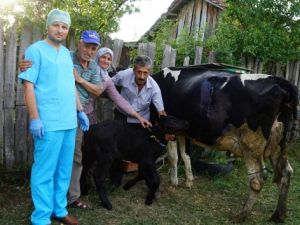 109 kilo ağırlığında doğan buzağı görenleri şaşırttı