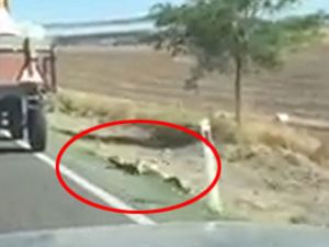 İple römorka bağlanan köpek metrelerce sürüklendi