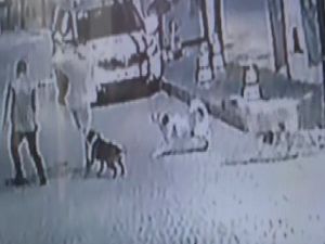 Köpek, gençlere böyle saldırdı