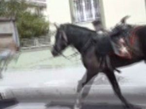 Vicdansız sürücü römorkun arkasına bağladığı atı kilometrelerce koşturdu