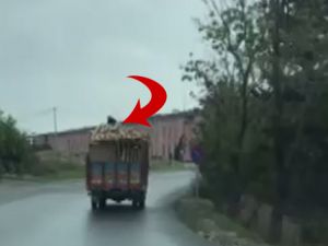 Kamyon üstünde tehlikeli yolculuk