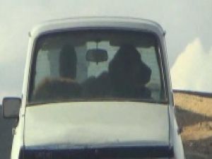 Çoban köpeğinin otomobilde seyahat keyfi