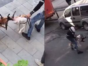 Gaziosmanpaşa'da yaşanan pitbull vahşeti kamerada