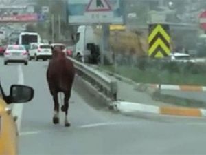 E-5'te dört nala koşan at kamerada