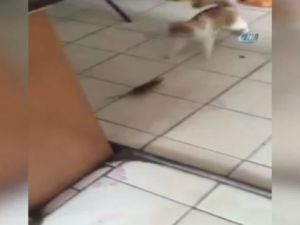 Bu kez fare kediyi kovaladı