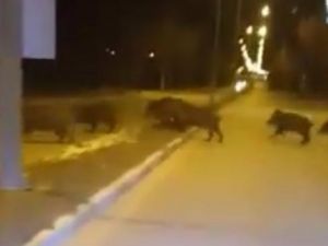 Aç kalan yaban domuzları şehre indi!