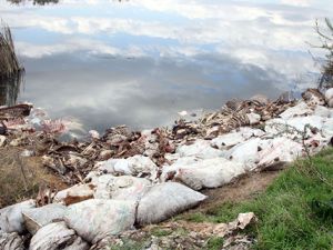 Adana'da yüzlerce at ve eşek kafası ile kemikleri bulundu
