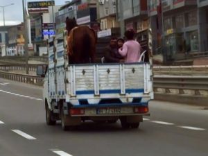 3 kişilik ailenin kamyon kasasında atla tehlikeli yolculuğu kamerada