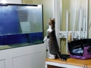 Sineği yakalamak isterken akvaryuma uçtu