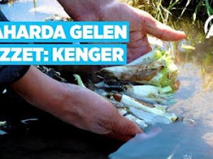 Kenger telaşı