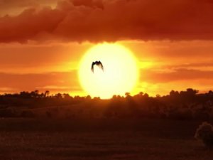 Zümrüd-ü Anka - Türkiye Vakti