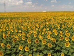 Milyonlarca ayçiçeğinin havadan görüntüsü mest etti