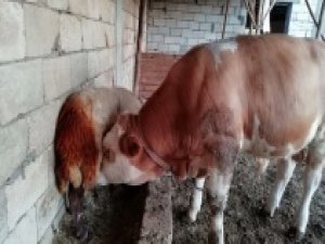 Süt hırsızı boğa çıktı