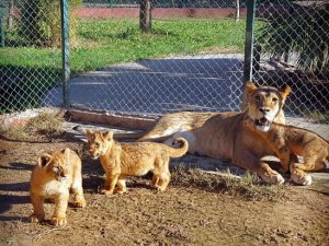 Darıca'daki hayvanat bahçesi 3 bin 600 hayvana ev sahipliği yapıyor