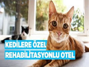 Kedilere özel rehabilitasyonlu otel