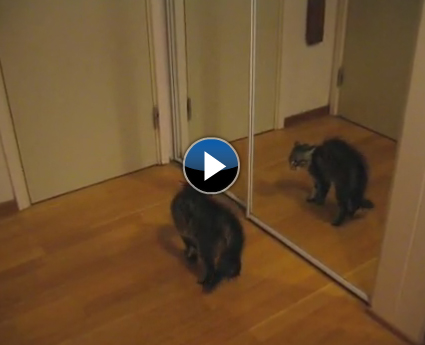 Kedi kendi kendiyle dövüşüyor