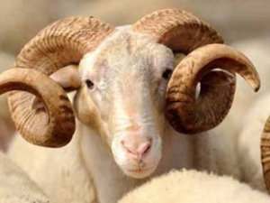 Türkiye'nin kurban bağışları milyonlara ulaşacak