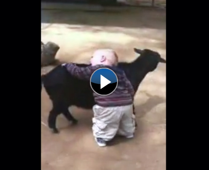 Bu bebek kuzuları çok seviyor