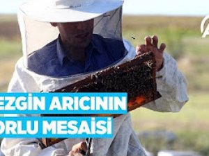 Gezgin arıcının zorlu mesaisi