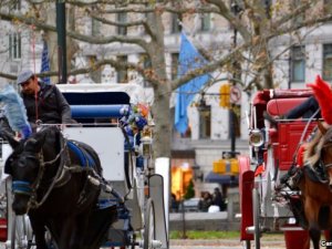 New York'ta faytonculuk geleneğini Türkler sürdürüyor