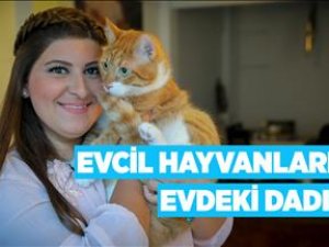 Evcil hayvanlara evlerinde bakıcı hizmeti