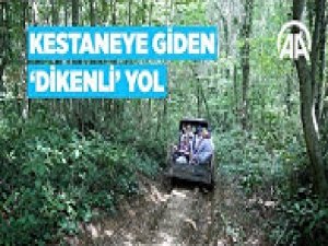 Köylülerin kestaneye giden 'dikenli' yolculuğu