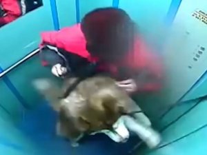 Sahibinin dikkatsizliği az daha canından ediyordu