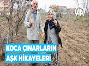 Koca çınarların aşk hikayesi