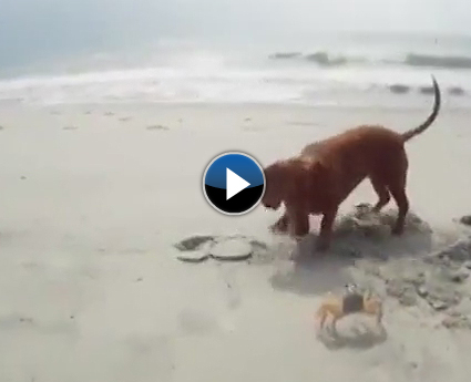 Sevimli köpek yengece karşı