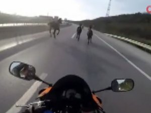 Şile yolunda motosikletli asfalt kovboyları kamerada