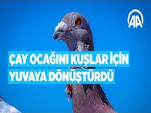 Çay ocağını kuşlar için yuvaya dönüştürdü