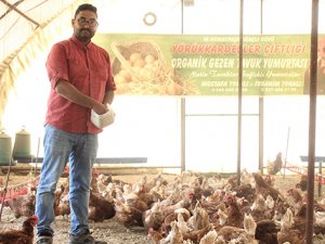 Tavuklar Müslüm Babayla kavgayı bıraktı, yumurtlamaya başladı