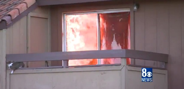 Kedi yangından böyle kurtuldu!