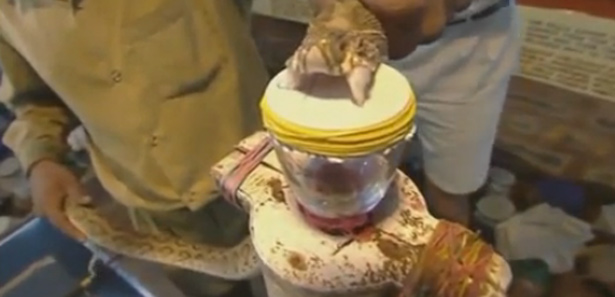 Yılan zehri kanı bakın ne hale getiriyor