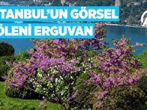 Görsel şölen: Erguvan