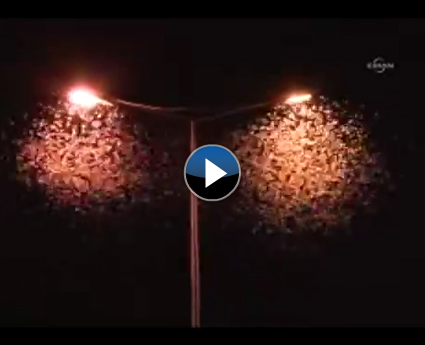 Dünyada sadece Sakaryada görülüyor