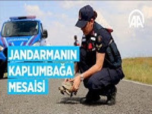 Jandarmanın kaplumbağa mesaisi