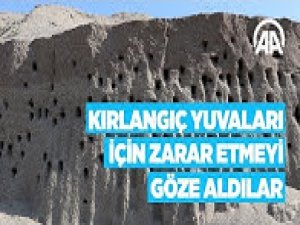 Kırlangıç yuvaları için zarar etmeyi göze aldılar