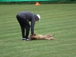 Konyaspor antrenmanına davetsiz misafir