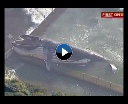 Havuzda 12 metrelik ölü balina