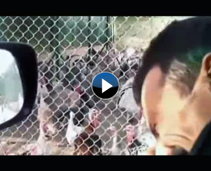 Bu adam hindilerle konuşuyor!