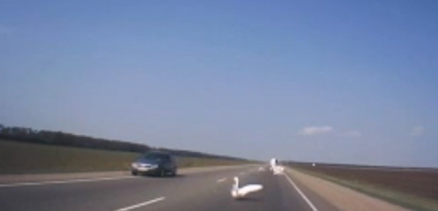 Aracın kapısı açılınca kazlar firar etti