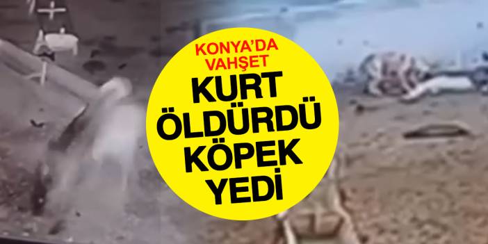 Konya'da ağıla kurt girdi! Leşi köpekler yedi