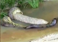 Dev yılan kocaman bir inek kustu